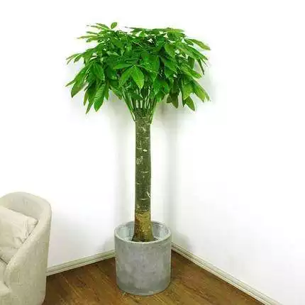 4、发财树应摆放在客厅哪个位置**