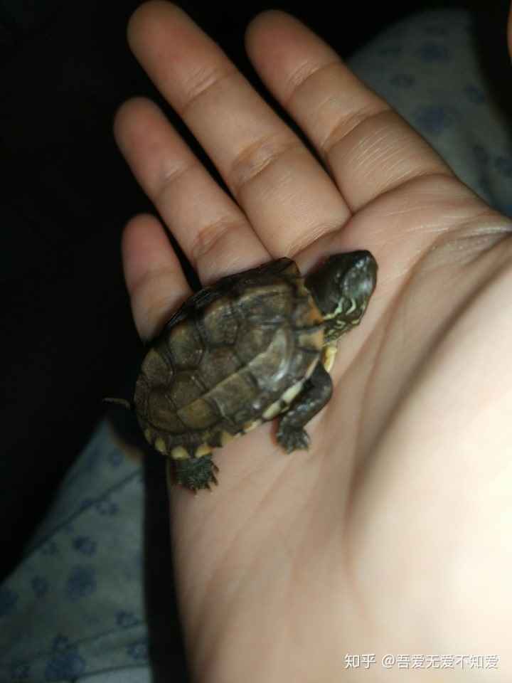 2、家里养的乌龟死了代表什么