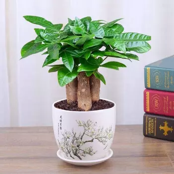 3、我的房子是厅门向北，阳台向南，发财树可放客厅哪位置