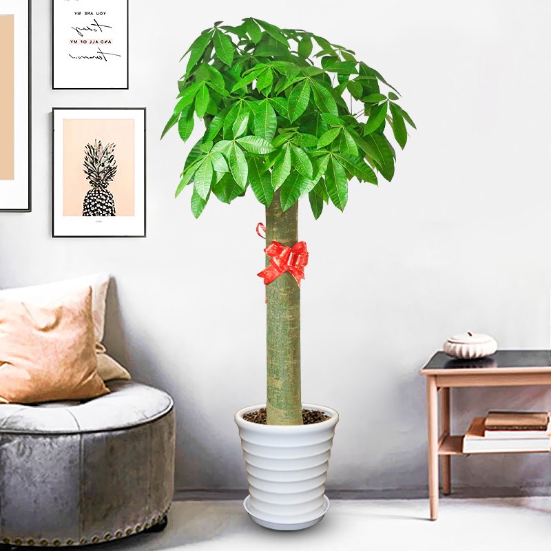 2、发财树放家里客厅哪好