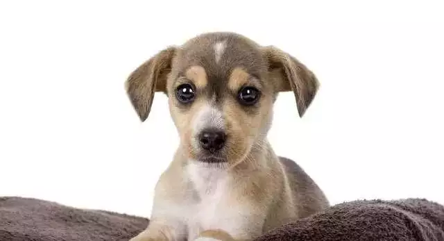 3、属狗的今年多大了