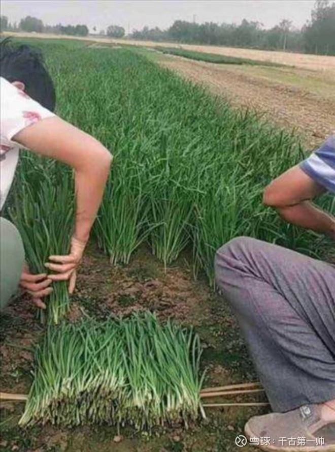 2、年轻人不结婚到底了谁的利益?为啥全都在逼婚?