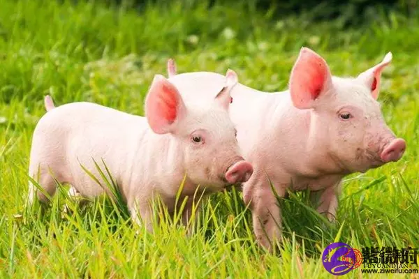 3、95年属猪的婚配和什么属相**