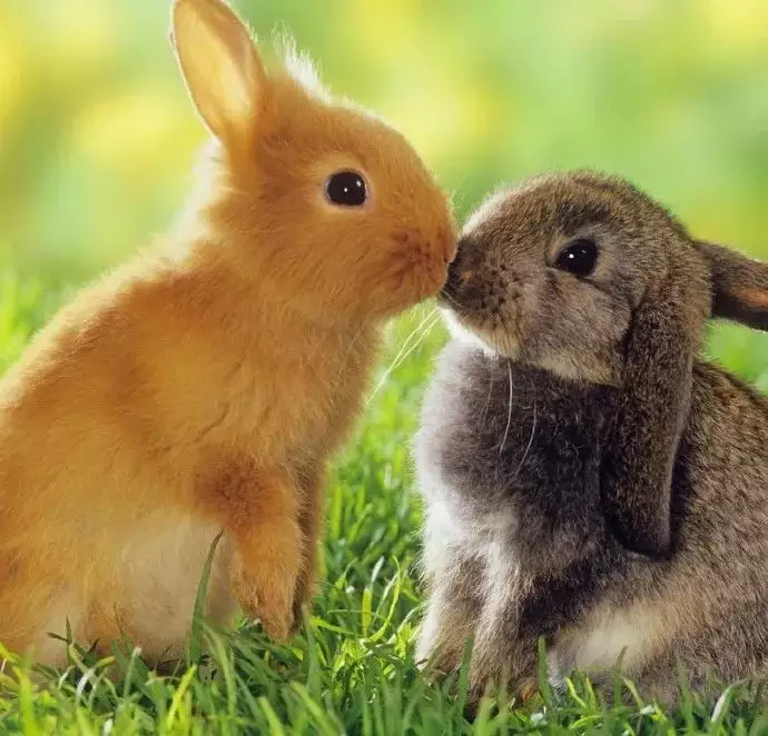 4、有个女孩很喜欢小白兔,她男朋友说喜欢吃小白兔,女孩跟他分手了!为什么？