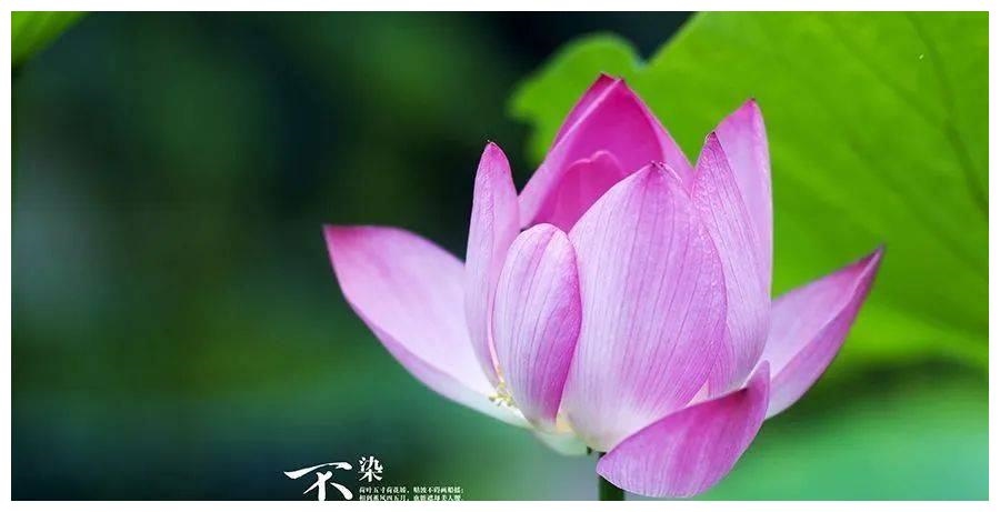 2、成双成对打一生肖？