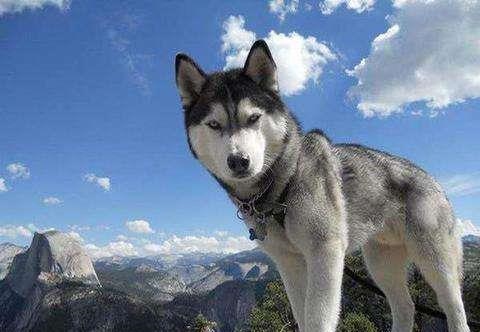 1、狗智商排名前十名