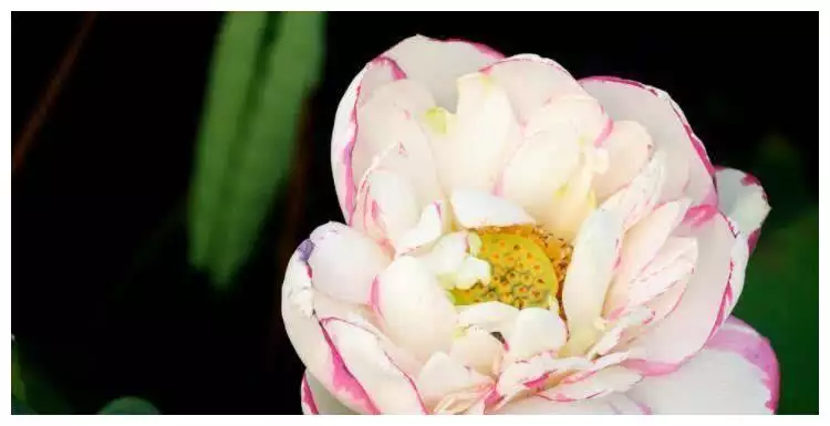 3、成双成对又分开，一马当先虎让位，指十二生肖那一生肖