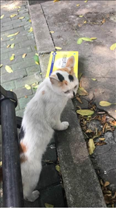 2、我家猫是不是给我们挡灾了？