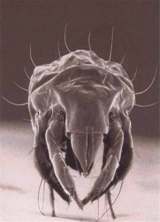 2、咋区分是跳蚤咬的,还是螨虫咬的