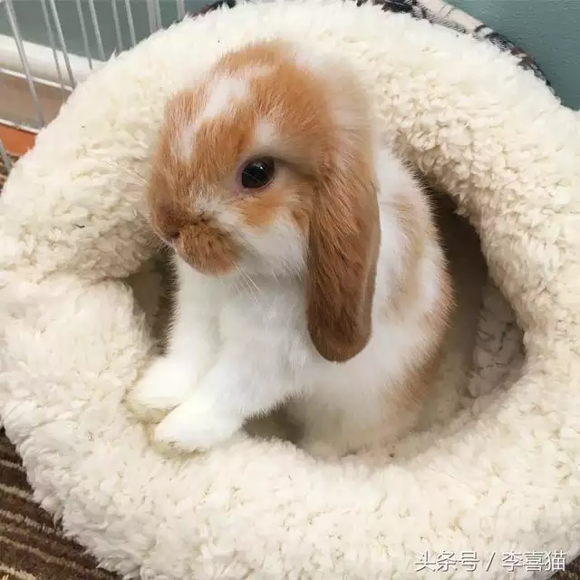 3、男朋友为什么喜欢咬小兔兔？