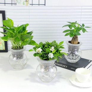 2、家里养什么花（放在卧室里）最合适？