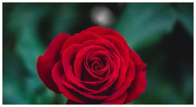 4、（成双成对又分开） 猜一动物 ，