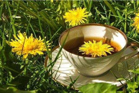 2、蒲公英的“根”能泡水喝么？