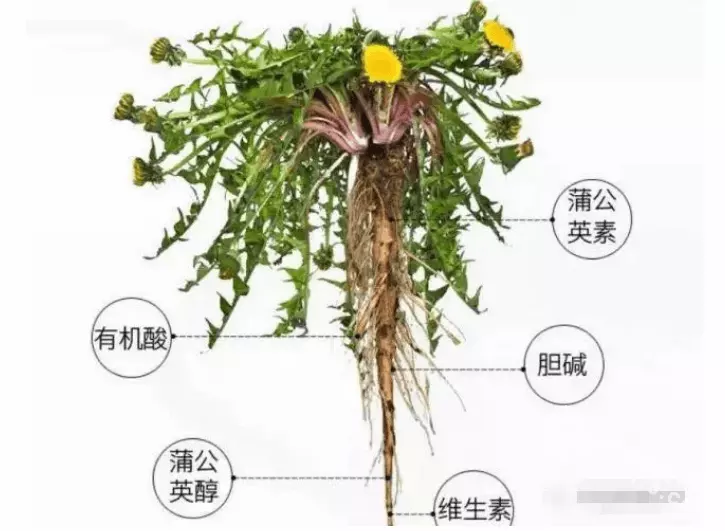 3、蒲公英的“根”能泡水喝吗？有哪些功效？