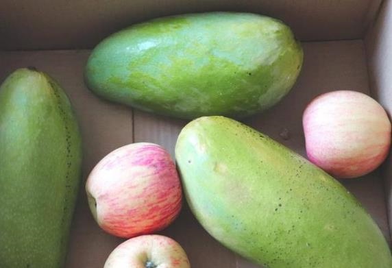 2、冬天青芒果怎样催熟