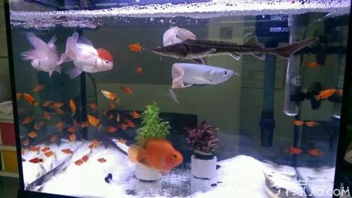 3、鱼养几条好？