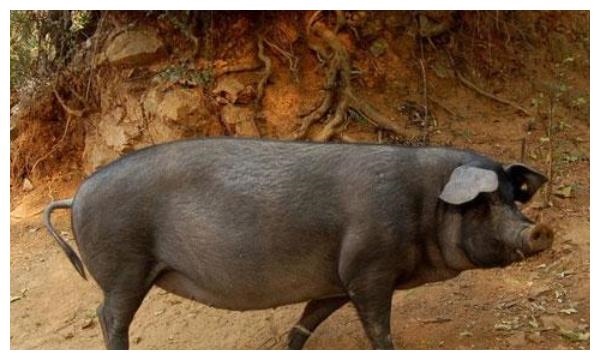 2、年属猪人年运势？