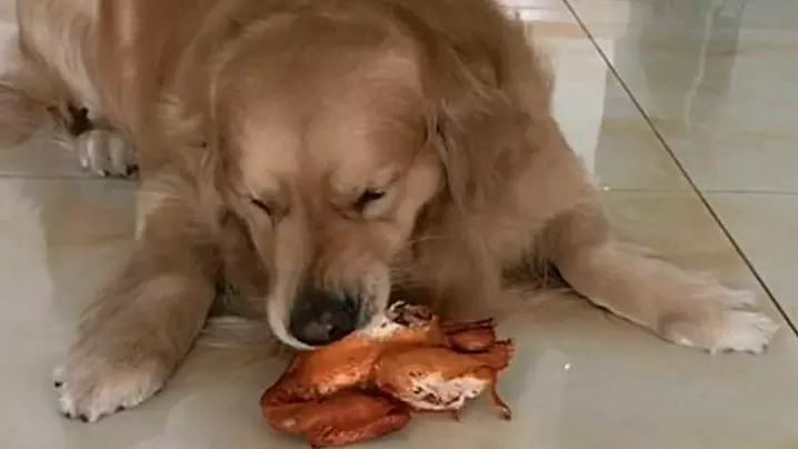 3、我的狗狗死了，我好伤心，我该怎么办？