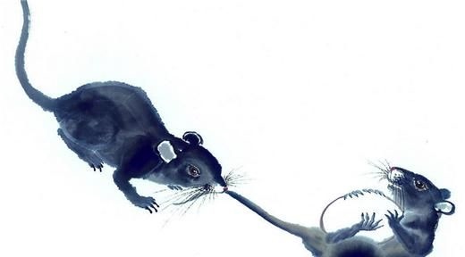 2、年属鼠是什么命