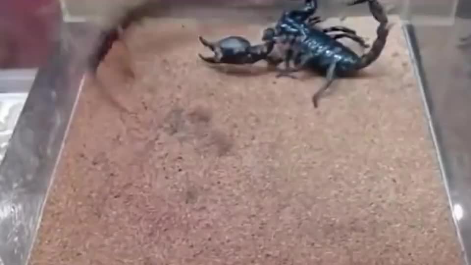 2、请问月亮天蝎座具有怎样的残忍性?