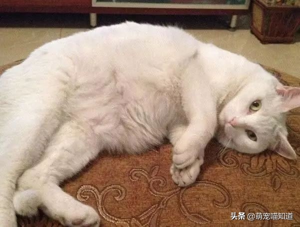 2、晚上听到猫叫预示着什么
