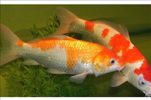 2、家中养鱼有什么讲究养几条鱼好