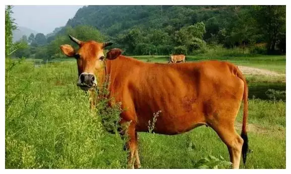 3、属牛年什么命