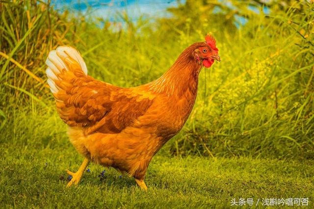 1、属鸡人**婚配年属鸡的**配偶