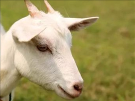 2、年属羊人年运势及运程?