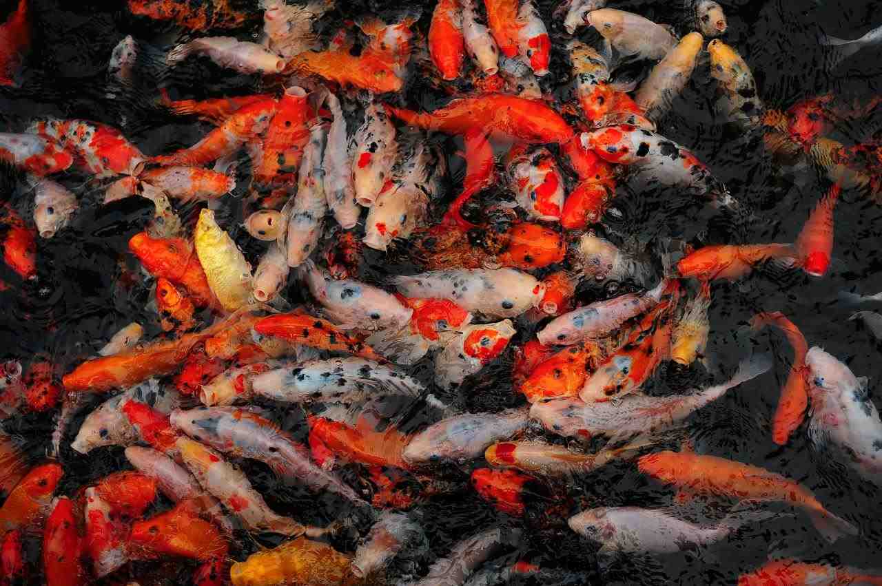 2、梦到鱼会发生什么