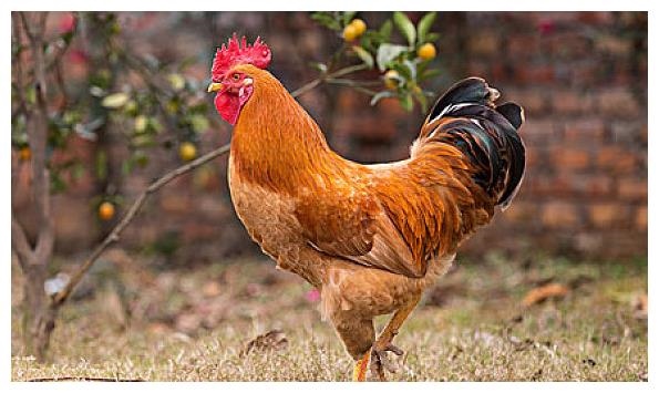 1、属鸡年运势及运程每月运程年属鸡人全年每个月运势