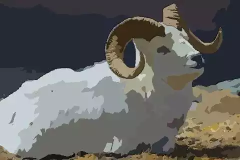 3、79年属羊女一生有几劫79年属羊女一生的劫难