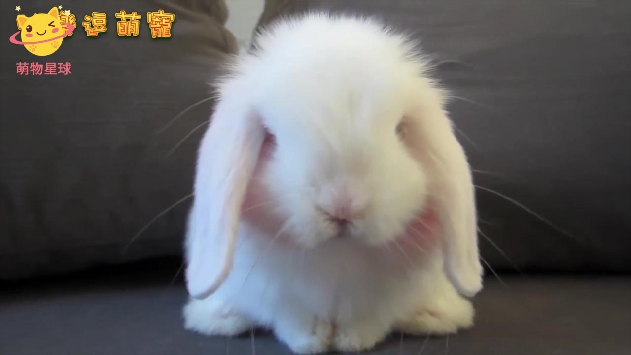 2、男朋友吃小兔兔有什么危害