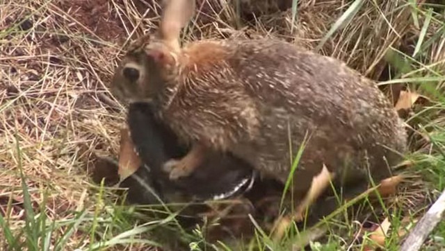 2、小兔子被蛇用两根是什么