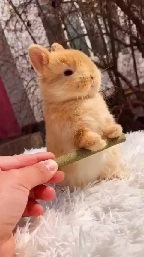 4、为什么男生喜欢摸小兔兔呢