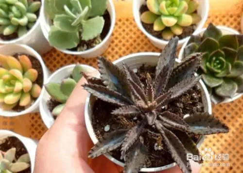 3、有什么东西能让人瞬间死亡的?