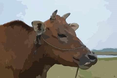 2、属牛的取个什么网名容易发财