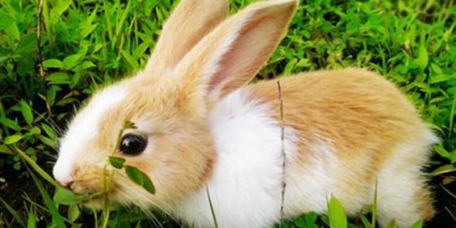 1、年不宜生子的属相年兔宝宝忌什么属相的父母