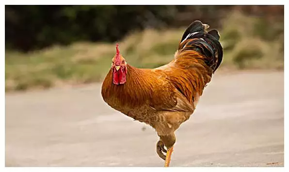 4、属鸡年的运势？