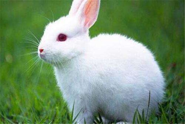 2、87炉中火和88大林木结婚好吗?