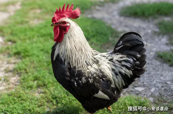 3、81年鸡年运势怎么样？