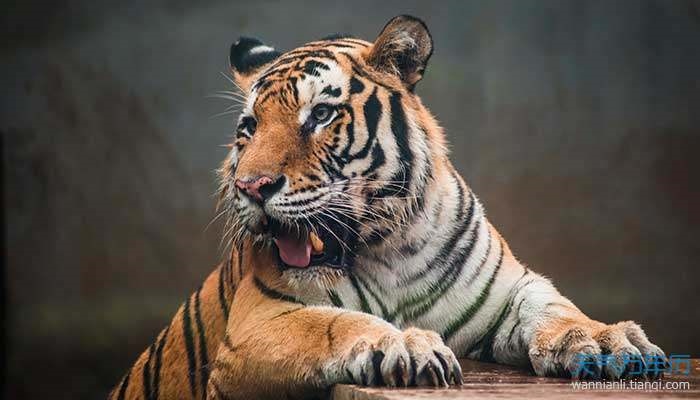 2、年农历三月哪天出生好属虎上等命的出生时辰