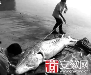 4、98年四川曾出现过一条真龙,不少当场人,是真的吗?