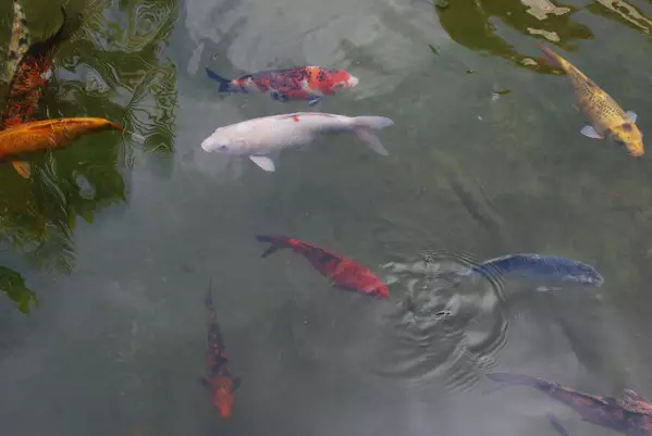 3、为什么最近老是做梦梦到鱼 是有什麽不好的事发生？