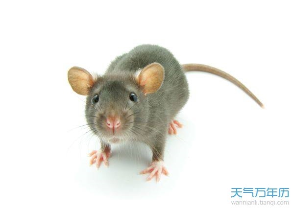 2、年属鼠的是什么命年属鼠的是什么命运五行