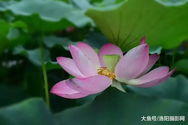 3、什么时候开始是盛夏?到什么时候结束?