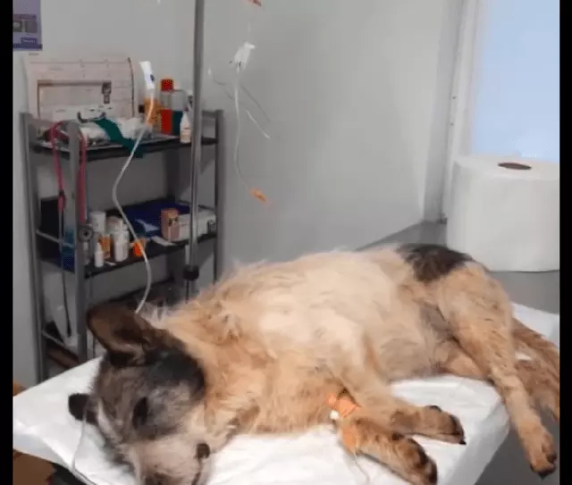 3、狗狗被车碾死，它死的时候会和人一样痛苦吗？我好难受啊，真难受。只有一个人躲着偷偷哭。