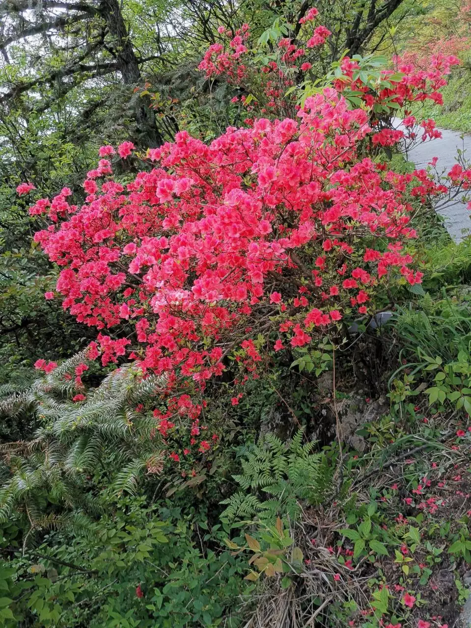 4、一三二四携猪来故园书动经年绝幽还生拨心草满山红花几多少，是指什么生肖