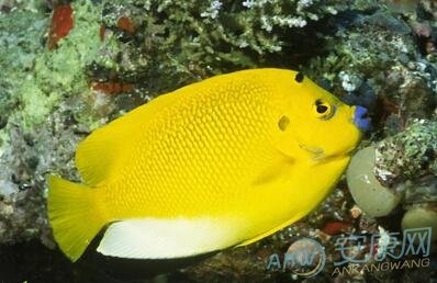 2、梦见鱼是不是怀孕了