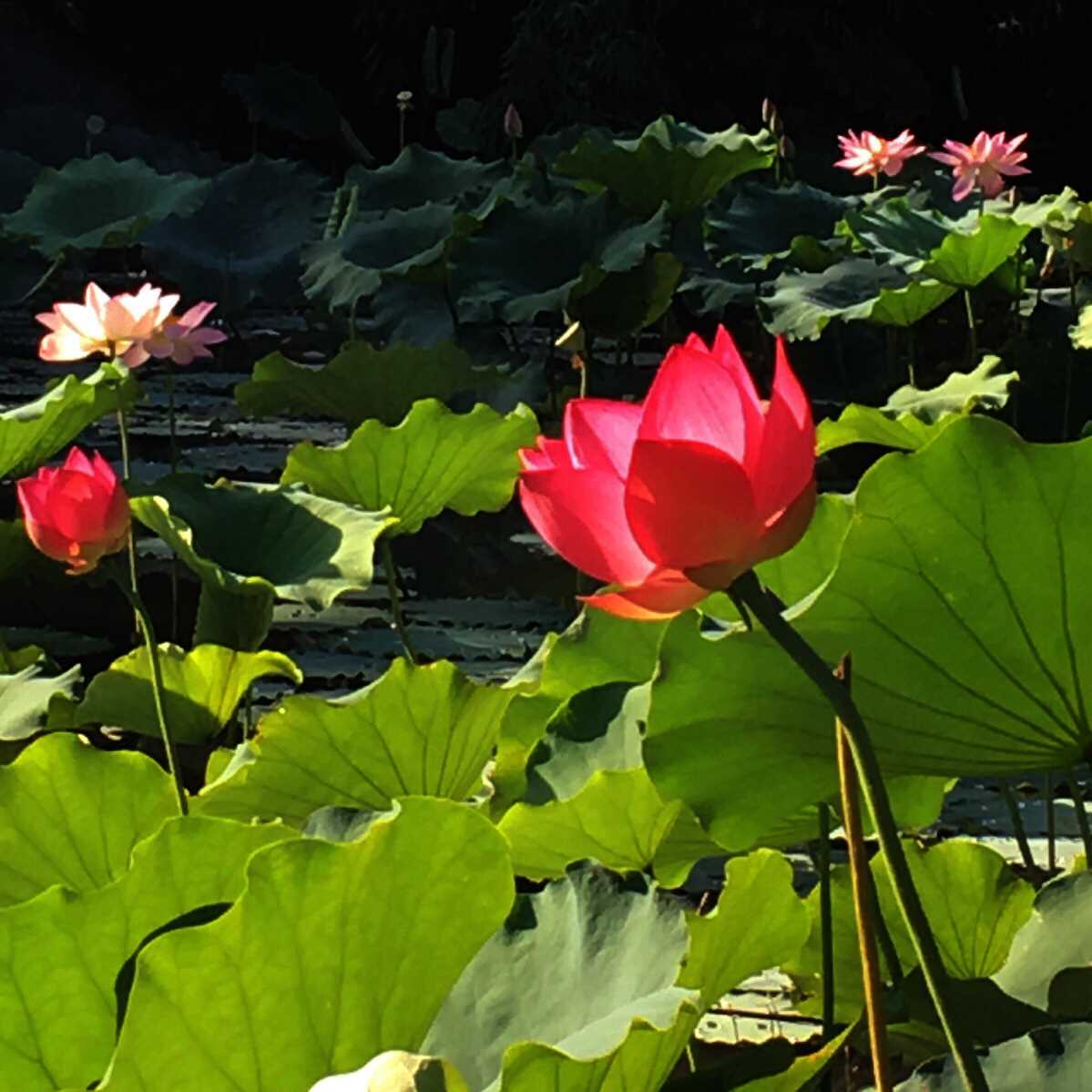 2、7月是盛夏吗